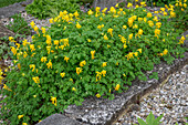 Yellow corydalis (Corydalis lutea) suitable for rock gardens