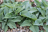 Funkia 'Blue Boy' (Hosta) suitable for rock garden