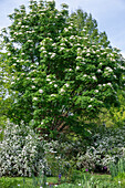 Japanese mountain ash (Sorbus commixta) flowering in the garden