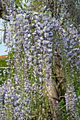 Chinese blue rain 'Prolific' (Wisteria) in full bloom