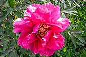 Shrub peony (Paeonia) 'Higurashi' in the garden, portrait