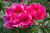 Shrub peony (Paeonia) 'Higurashi' in the garden