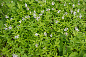 Turiner Meier, Turiner Meister (Asperula taurina), Turiner Waldmeister flowering in the border