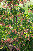 Red Bells (Enkianthus campanulatus), perennial in the garden