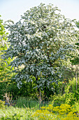 Hawthorn (Crataegus monogyna), flowering tree in the garden