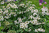 Japanese snowball 'Pink Beauty' (Viburnum plicatum) in the garden bed