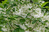 Snowflake bush (Chionanthus virginicus) flowering in the garden