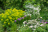 Buntes Blumenbeet mit Sumpf-Wolfsmilch 'Walenberg's Glorie', Schneeflockenstrauch, Japanischer Schneeball 'Pink Beauty', Zierlauch und Akelei