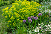 Sumpf-Wolfsmilch Walenberg's Glorie (Euphorbia palustris), Schneeflockenstrauch, Japanischer Schneeball 'Pink Beauty' und Zierlauch 'Goliath' im Gartenbeet