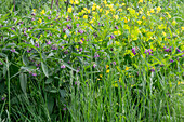 Beinwell (Symphytum) und Hahnenfuß (Ranunculus) in der Wiese