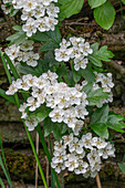 Hawthorn (Crataegus) hanging on a wall