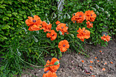 Corn poppy (Papaver rhoeas) in the bed