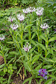 Flockenblume 'Amethyst in Snow' (Centaurea Montana) im Gartenbeet