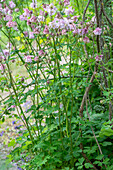 Columbine (Aquilegia) in the garden bed