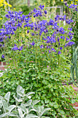 Columbine (Aquilegia) in the garden bed