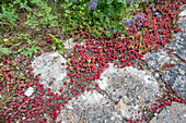 Stonecrop (Sedum) between paving stones in the garden