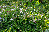 Comfrey 'Miraculum' (Symphytum grandiflorum) in the garden bed