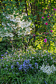 Schneeflockenstrauch, Rose 'Fräulein Maria', spanisches Hasenglöckchen 'Alba Maxima' und 'Excelsior', Akelei, Beinwell 'Miraculum'