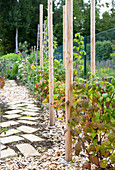 Gartenweg aus Steinplatten gesäumt von Pflanzen im Sommergarten