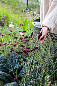 Hand embraces summer flowers, cabbage next to it