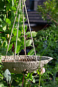 Hanging concrete bird bath in a green garden