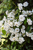 Kletterrose im sommerlichen Garten