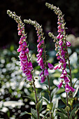 Fingerhut im sommerlichen Garten