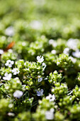 Blühender Quendel (Thymus)