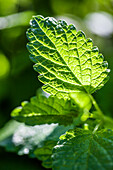 Nahaufnahme eines Blattes der Zitronenmelisse (Melissa officinalis) im Sonnenlicht