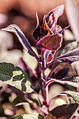 Purple sage (Salvia officinalis 'Purpurascens')