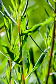 Tarragon (Artemisia dracunculus) in the sunlight - close-up