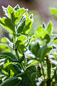 Apple mint (Mentha suaveolens) in the sunlight, close-up