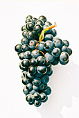 Blue grapes
