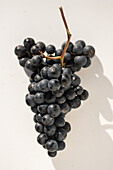 Grape of the Lagrein variety
