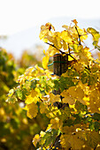 Vine with yellow autumn leaves