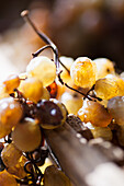 Dried grapes for vin santo production