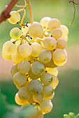 Kerner grapes on the vine