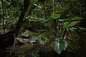 Philodendron giganteum im Regenwald von Guadeloupe