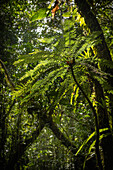 Baumfarn im tropischen Regenwald des Nationalparks von Guadeloupe, Karibik