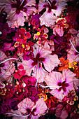 Rosa Hibiskusblüten (Hibiscus rosa-sinensis) und Bougainvillea im tropischen Arrangement