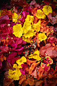 Bunte tropische Blüten und Früchte in Rot-, Orange- und Gelbtönen, Studioaufnahme