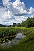 Fluss mit Seerosen und Schilf unter bewölktem Himmel in Estland