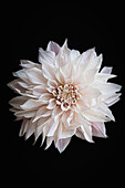 Dahlia (Dahlia) 'Café au Lait' flower against a black background