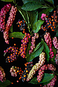 Magnolia (Magnolia loebneri) fruits in autumn on a black background