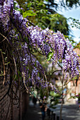 Flowering wisteria (Wisteria) in the city