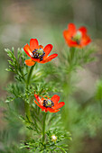 Adonisröschen (Adonis) mit roten Blüten
