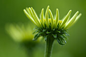 Blühende Sonnenhutblüte (Echinacea) vor verschwommenem grünen Hintergrund