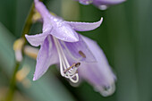 Close-up of a purple funkia (Hosta) with dewdrops against a blurred green background