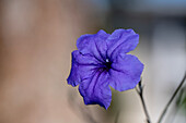 Purple petunia (Petunia) against a blurred background