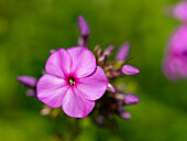 Pinkfarbene Phlox-Blüte (Phlox paniculata) vor unscharfem grünen Hintergrund